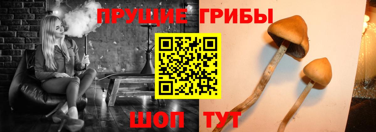 Волжск  Псилоцибиновые грибы MAGIC MUSHROOMS  Вход с VPN 